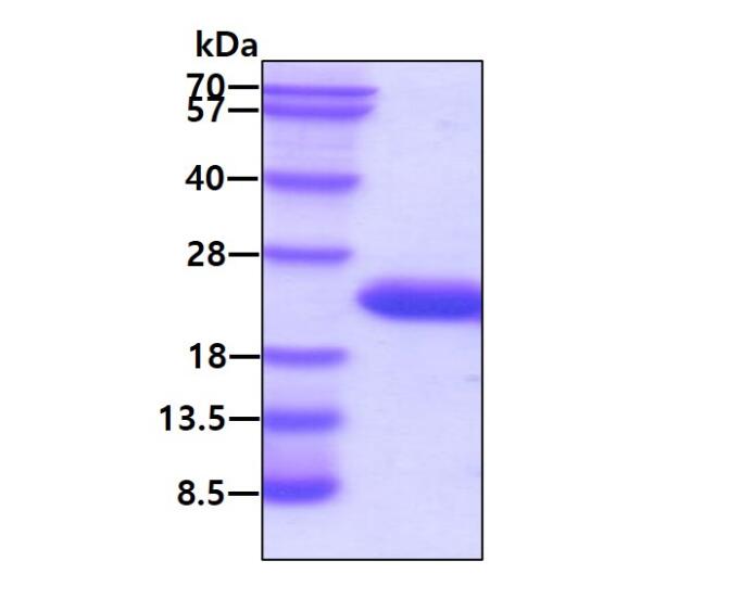 3 μg by SDS-PAGE under reducing condition and visualized by coomassie blue stain